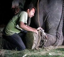 大象的眼泪 在线观看,探寻动物情感世界的感人之旅 第3张 大象的眼泪 在线观看,探寻动物情感世界的感人之旅 第3张